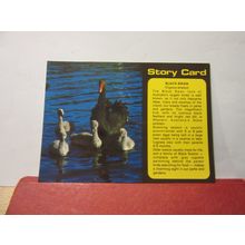 BLACK SWANS. AUSTRALIA used postcard 1980s? =