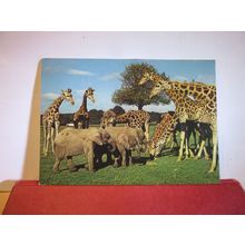 YOUNG ELEPHANTS, WOBURN WILD ANIMAL KINGDOM, WOBURN PARK, unused postcard. =