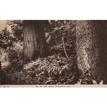 Big Fir & Cedar Trees Vancouver Old Canada Real Photo Postcard