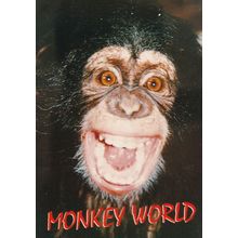 Monkey World Chimpanzee Zoo Dorset Advertising Postcard