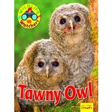 Wildlife Watchers: Tawny Owl
