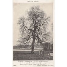 Horse Chestnut Tree Aesculis Hippocastanum British Museum Old Postcard