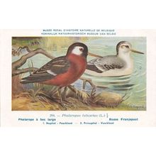 Red Phalarope Phalaropus Fulicarius Bird Antique Rare Postcard