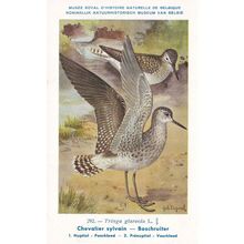 Wood Sandpiper Tringa Glareola Bird Antique Rare Postcard