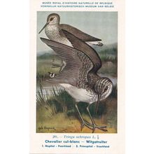 Green Sandpiper Tringa Ochropus Bird Antique Rare Postcard