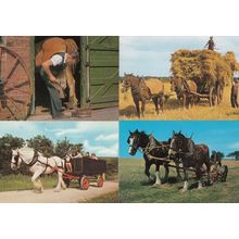 Levisham Shire Horse Rides Pickering Yorkshire Blacksmith 4x Postcard