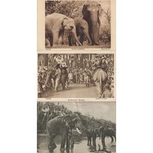 Fine Tuskers Ceylon Indian Elephant Riding 3x Old Postcard s