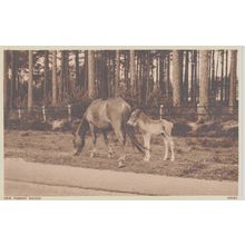 New Forest Ponies New Forest Hampshire Postcard (QHAM166)