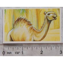 Brooke Bond Going Wild No. 10 Dromedary Camel, Wildlife Survival Challenge