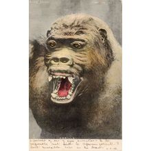 Animal Studies Gorilla Growling Giant Teeth Antique Postcard RARE !
