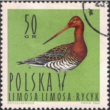 POLAND, BIRD, Black-tailed Godwit , green 1964, 50 Gr