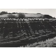 Royal Military Canal Army Of Sheep Kent Sussex Rare Photo Award Postcard