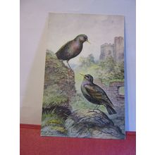 STARLING by George Rankin unused postcard by J Salmon birds animals =