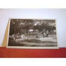 CATTLE DRAWING WATER FROM A DEEP WELL, INDIA. unused postcard RP =