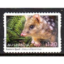 AUSTRALIA: 2023 NATIVE ANIMALS, $1.20 EASTERN QUOLL USED S/A STAMP. 030/31