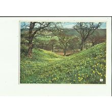 Yorkshire FARNDALE Daffodils Postcard by Walter Scott (C.J. 100)