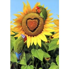6 CARDS FOR $6.00 - NEW - You Are My Sunflower - Tree Free Greeting Card - 14345