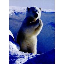 Polar Applause - Tree Free Greeting Card - 17350
