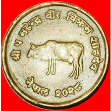 Ⰶ COW FAO: NEPAL ★ 10 PAISA 2028 (1971) ERROR!★LOW START★NO RESERVE