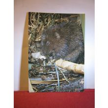 WATER VOLE. COLLECTACARD postcard by J.Arthur Dixon KWA/23224 =