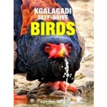 Kgalagadi Self-Drive Birds