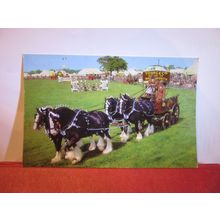 YOUNG & Co, SHIRE HORSES, WANDSWORTH, LONDON , unused postcard by J Salmon =