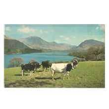 THE ENGLISH LAKES.... unused vintage postcard Friesian cows =