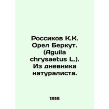 Rossikov K.K. Eagle Berkut. (Aguila chrysaetus L.) From the diary of a naturali