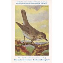 Swainson's Thrush Turdus Ustulatus Bird WW2 Rare Postcard