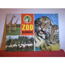 THE ZOO, OLOMOUC, CZECK REPUBLIC unused postcard #