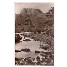 STAGS & HINDS, LOCH MAREE, Wester Ross unused antique postcard RP J B White =