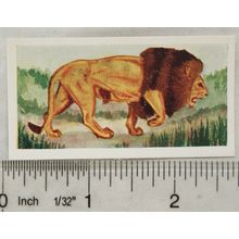 Neilson's Interesting Animals card No. 3 Lion