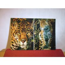 CHIQUITA & TEQUILA, ISLE OF WIGHT ZOO unused postcard Big Cat Sanctuary =