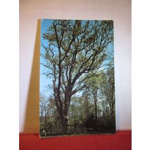 KNIGHTWOOD OAK, NEW FOREST unused vintage postcard by Colourmaster =