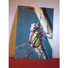 HAIRY DRAGONFLY unused postcard =