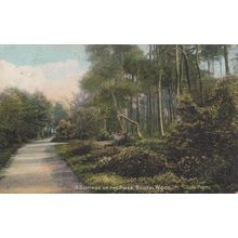 A Glimpse Of The Pines Bostal Wood London Old Postcard