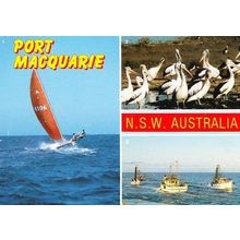Port Macquarie New South Wales Boat Ship Wildlife Birds Photo Australia Postcard