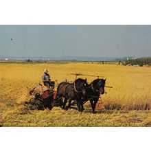 Mennonite Farmer in Elmira Ontario Canada Postcard