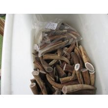 ANTLER TIPS FOR CRAFTS. 2-9 CM. 1 KG+ BAG