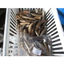 DEER ANTLER TIPS FOR CRAFTS,HOBBIES. 10 PACK.5-6CM