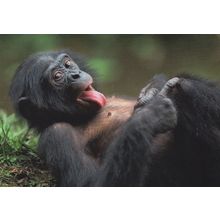 Bonobo Pygmy Frecher Teenager Chimpanzee Ape Comic Animal Postcard