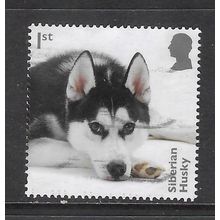2024 Dogs - Siberian Husky - used