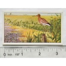 1920s Lente card No. 35 Grutto, Godwit
