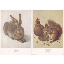 Albricht Durer The Hare Squirrels 2x Medici Old Painting Postcard s