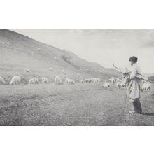 Cissbury Umbrella Sussex Shepherd Boy & Farm Flock in 1925 Postcard