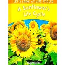 A Sunflower's Life Cycle