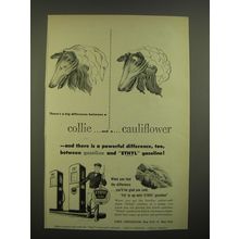 1951 Ethyl Gas Ad - There's a big difference between a collie and a cauliflower