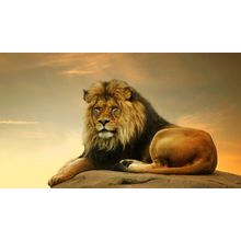 Lion Art Gallery Poster Canvas Print Wall Decoration A0 A1 A2 A3 A4 A5 A6
