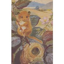 Dormouse Rare Early Medici Postcard