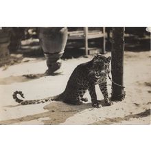 Furious Leopard Tied Chained RPC Postcard & Special Message